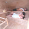 ALEKO 8-Person Canadian Hemlock Wet Dry Outdoor Sauna With Asphalt Roof (SAK38275)