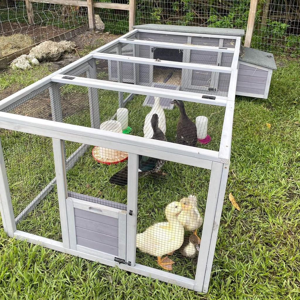 Large 103-Inch Outdoor Chicken Coop House With Run And Nesting Box [4-6 Chickens] (SAK53194) - Saksby Wholesale - Lifestyle Image Of Ducks Inside The Coop